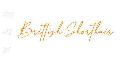 Brittish Shorthair